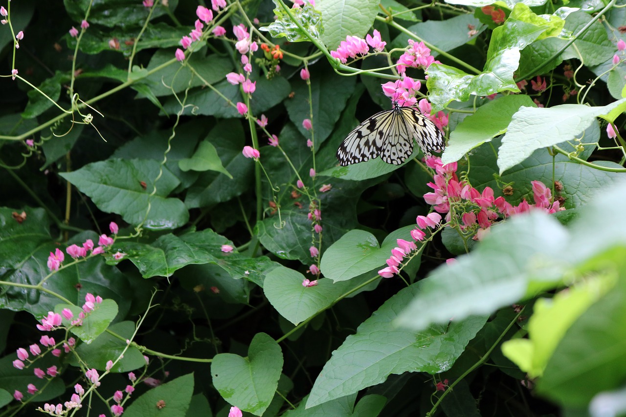 butterfly white branch free photo