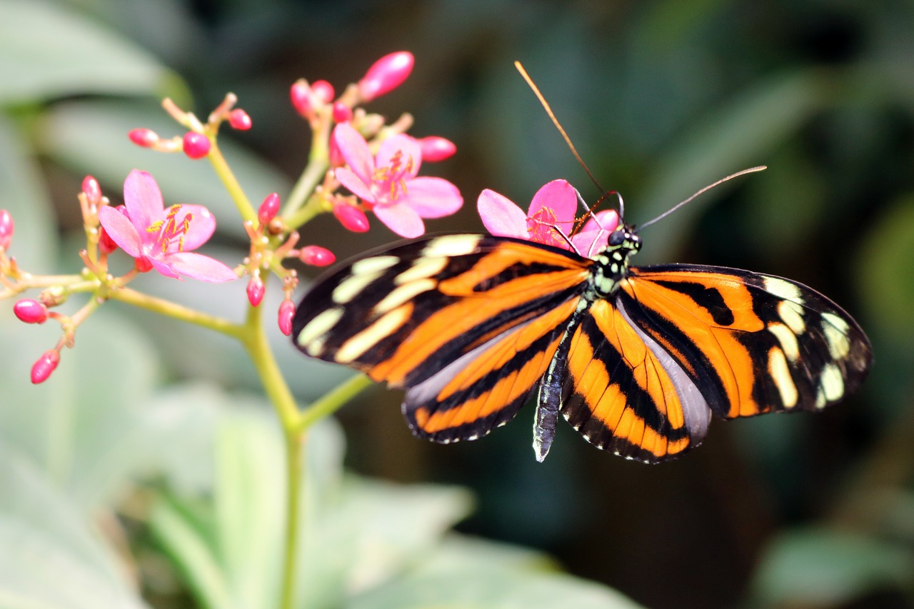 butterfly yellow orange free photo