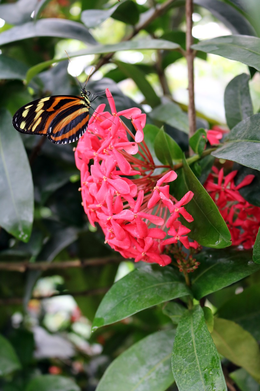 butterfly yellow orange free photo