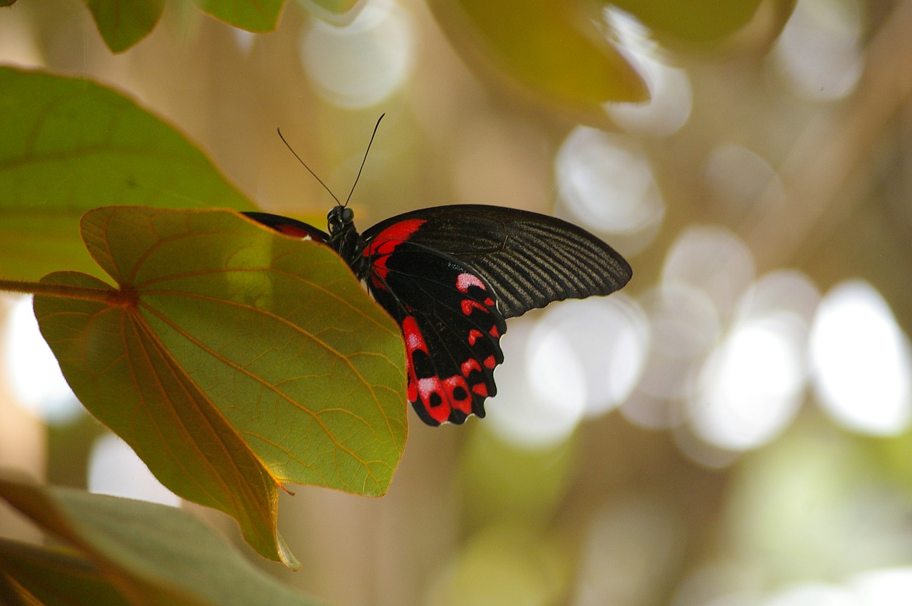 butterfly animal nature free photo