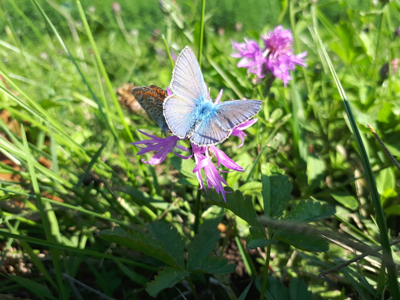 butterfly flowers animals free photo