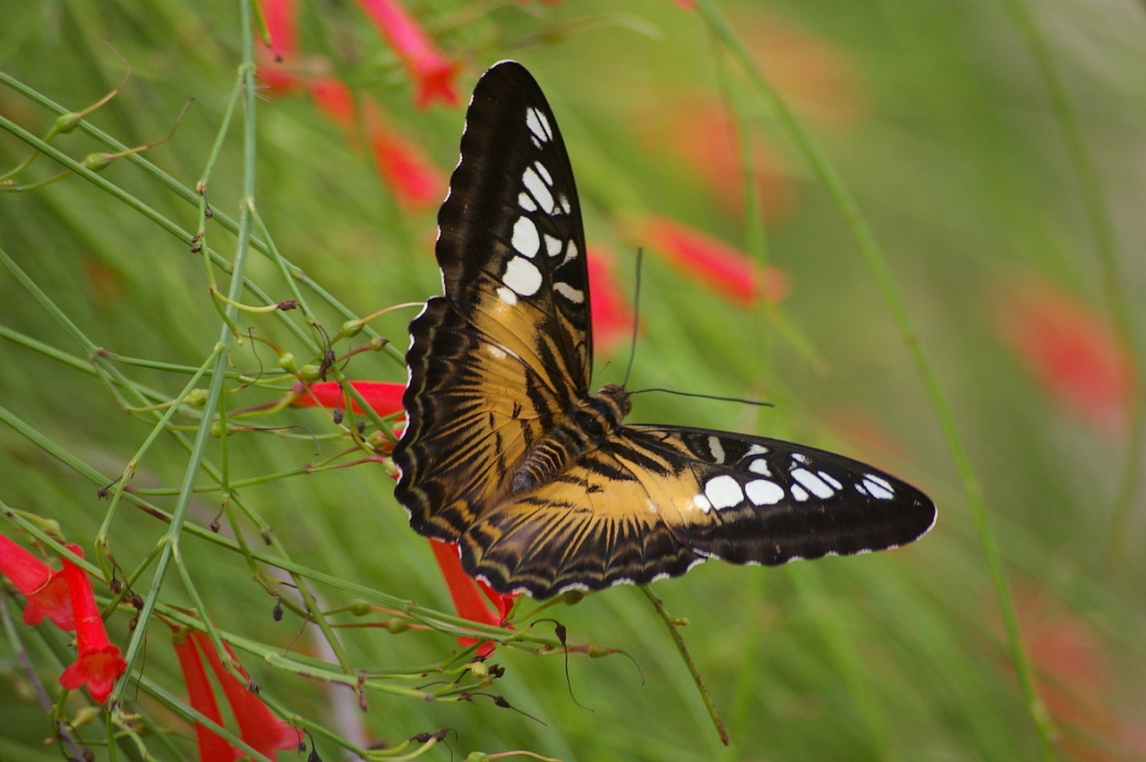 butterfly nature insect free photo