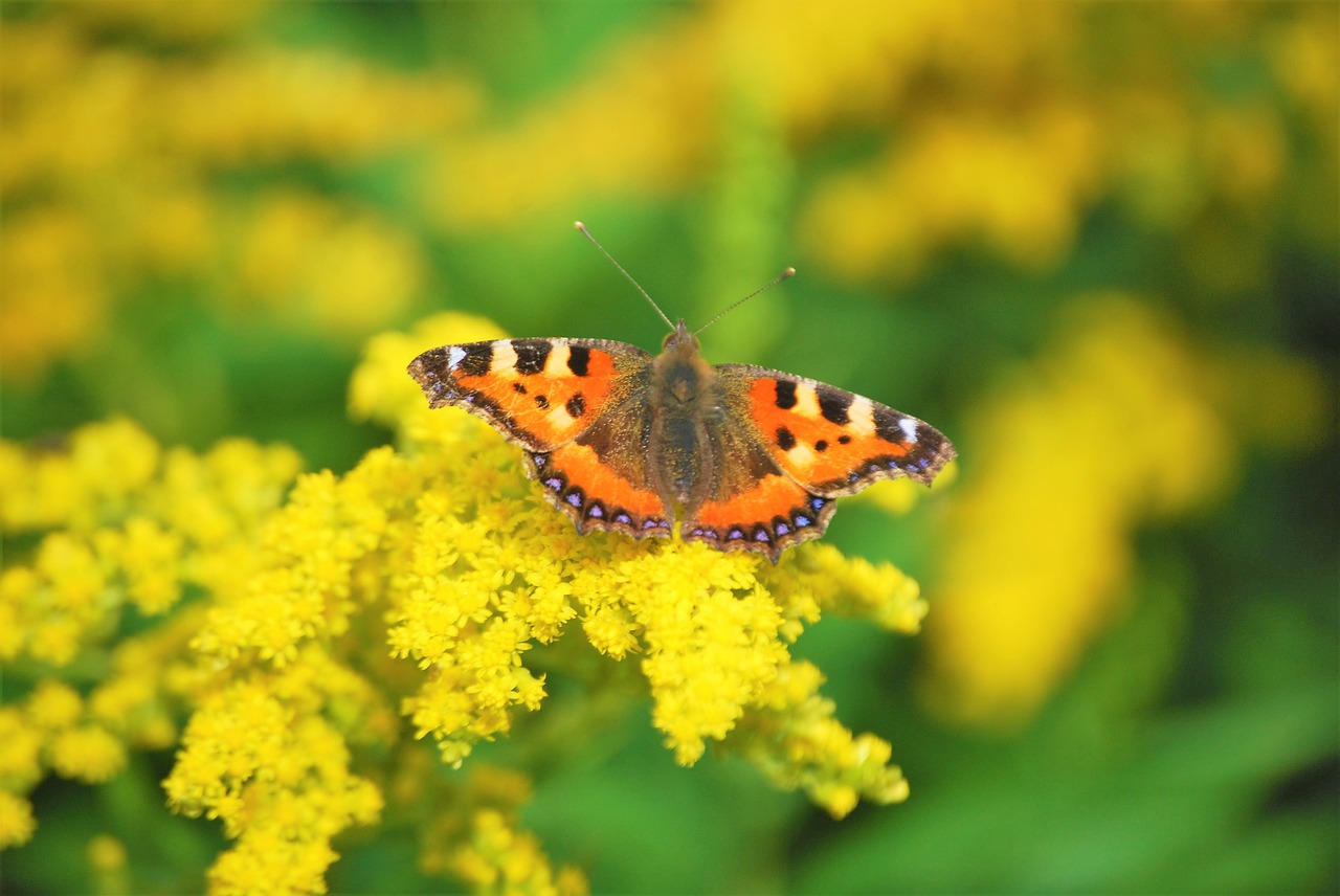 butterfly butterflies flowers free photo