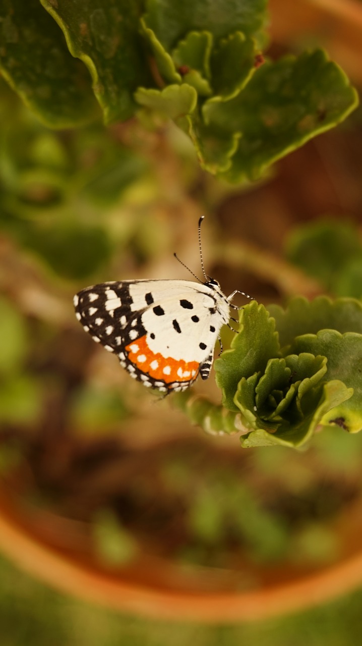 butterfly wings fly free photo