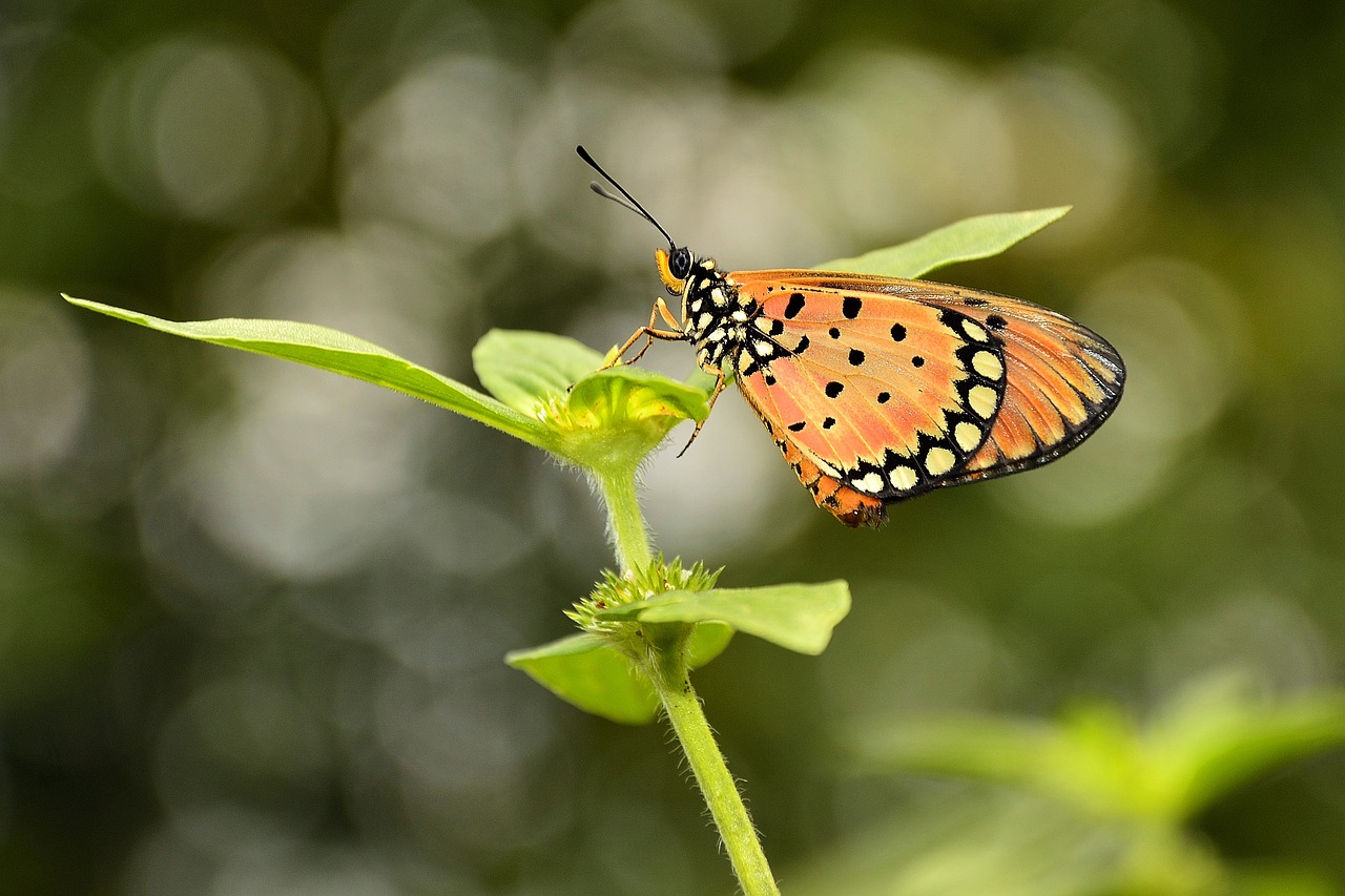 butterfly kupu-kupu bokeh free photo