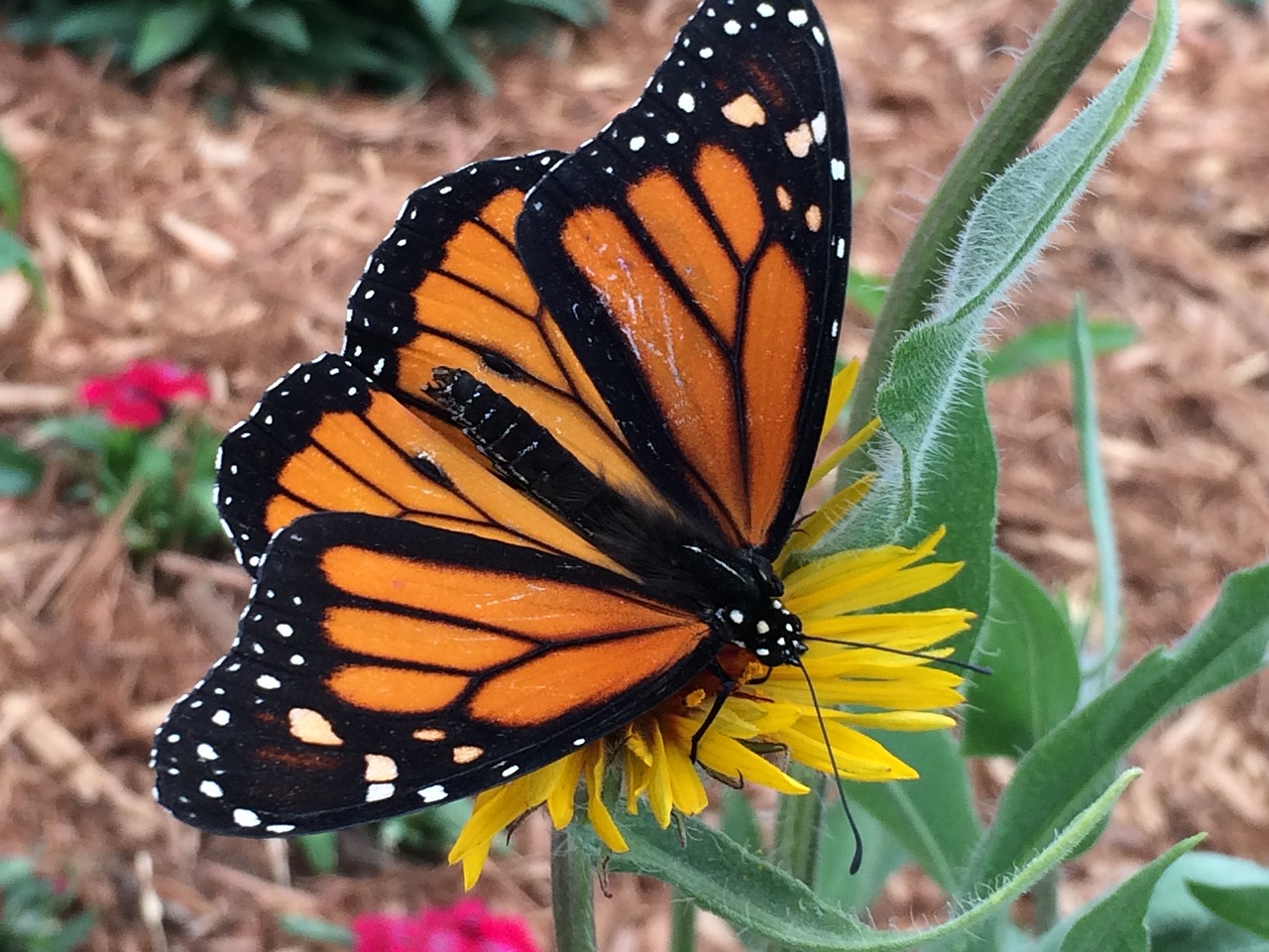 butterfly monarch colorado free photo