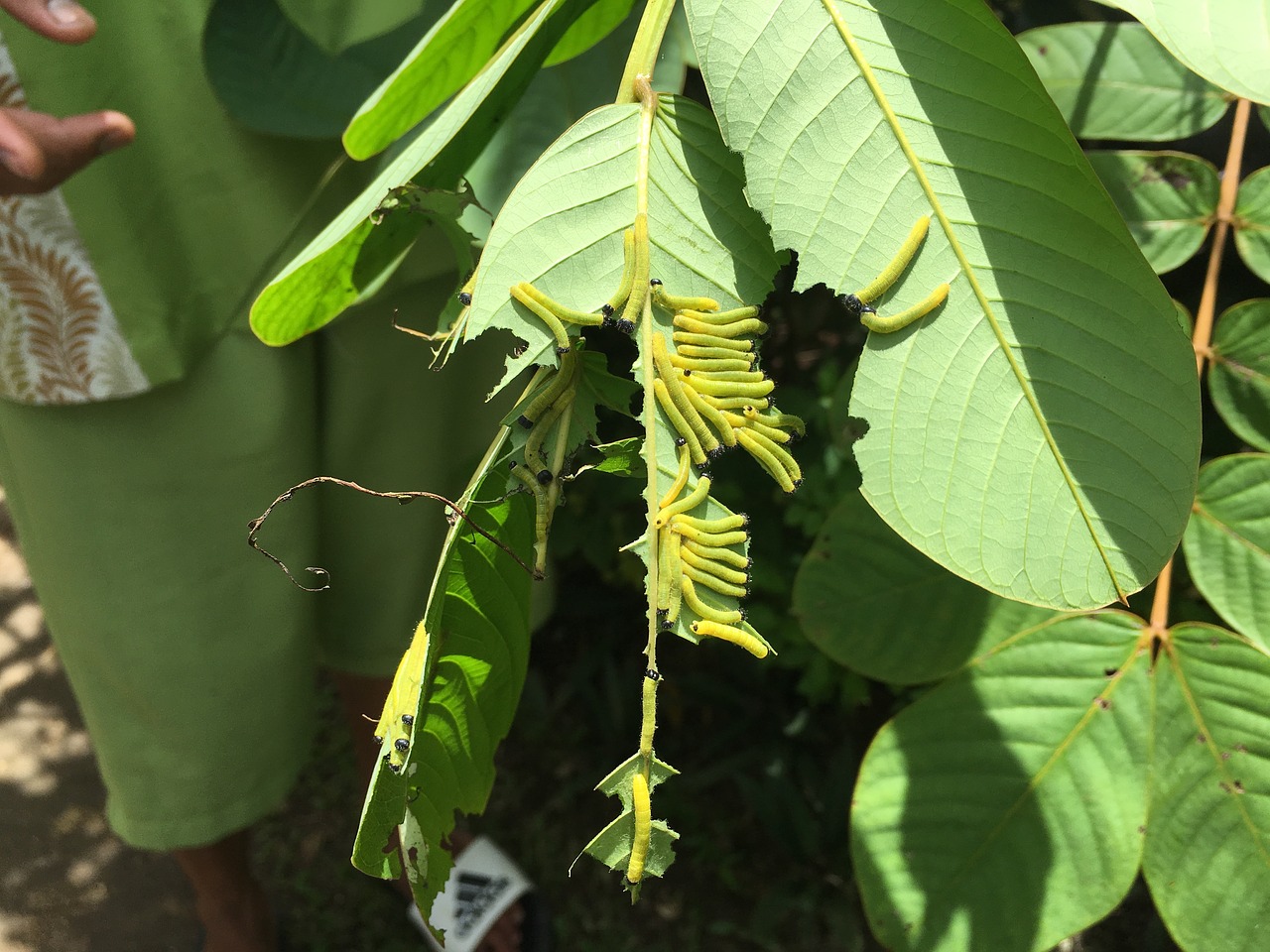 butterfly larva c free photo