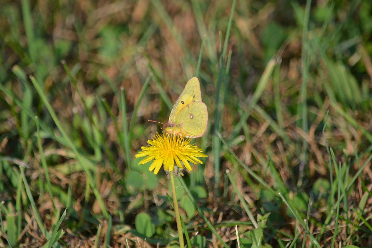 butterfly nature grass free photo