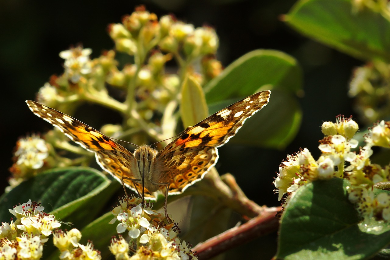 butterfly nature spring free photo