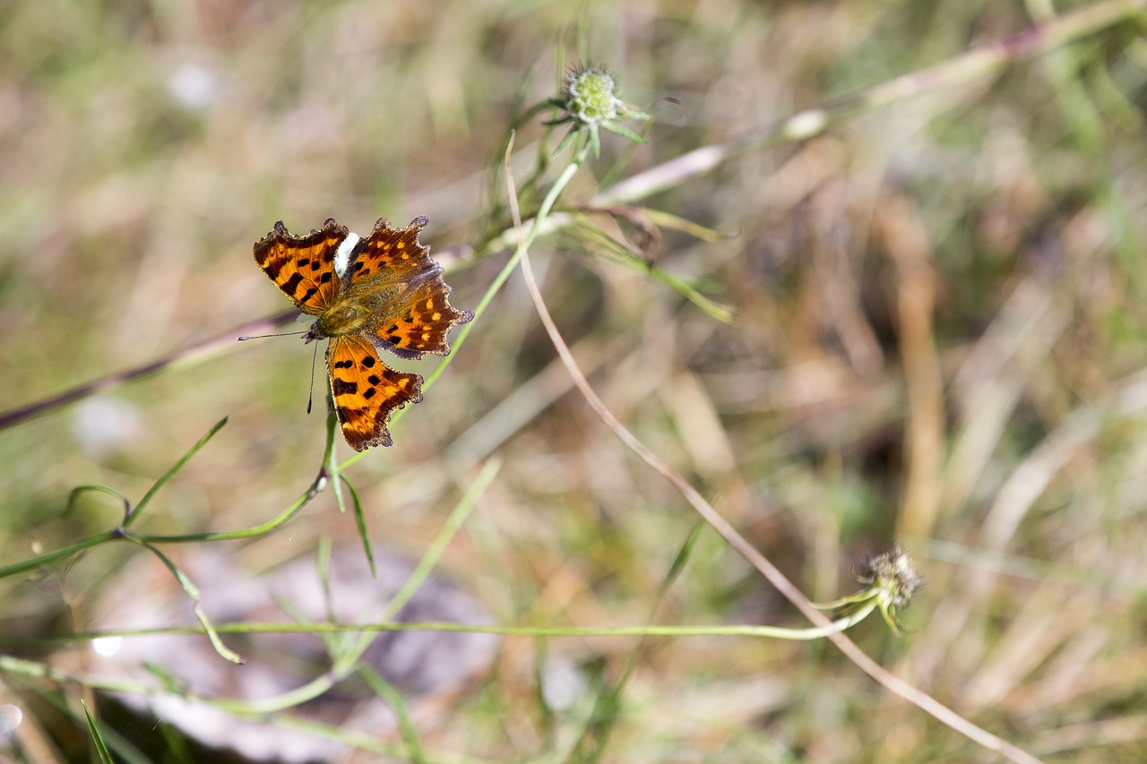 butterfly autumn redhead free photo