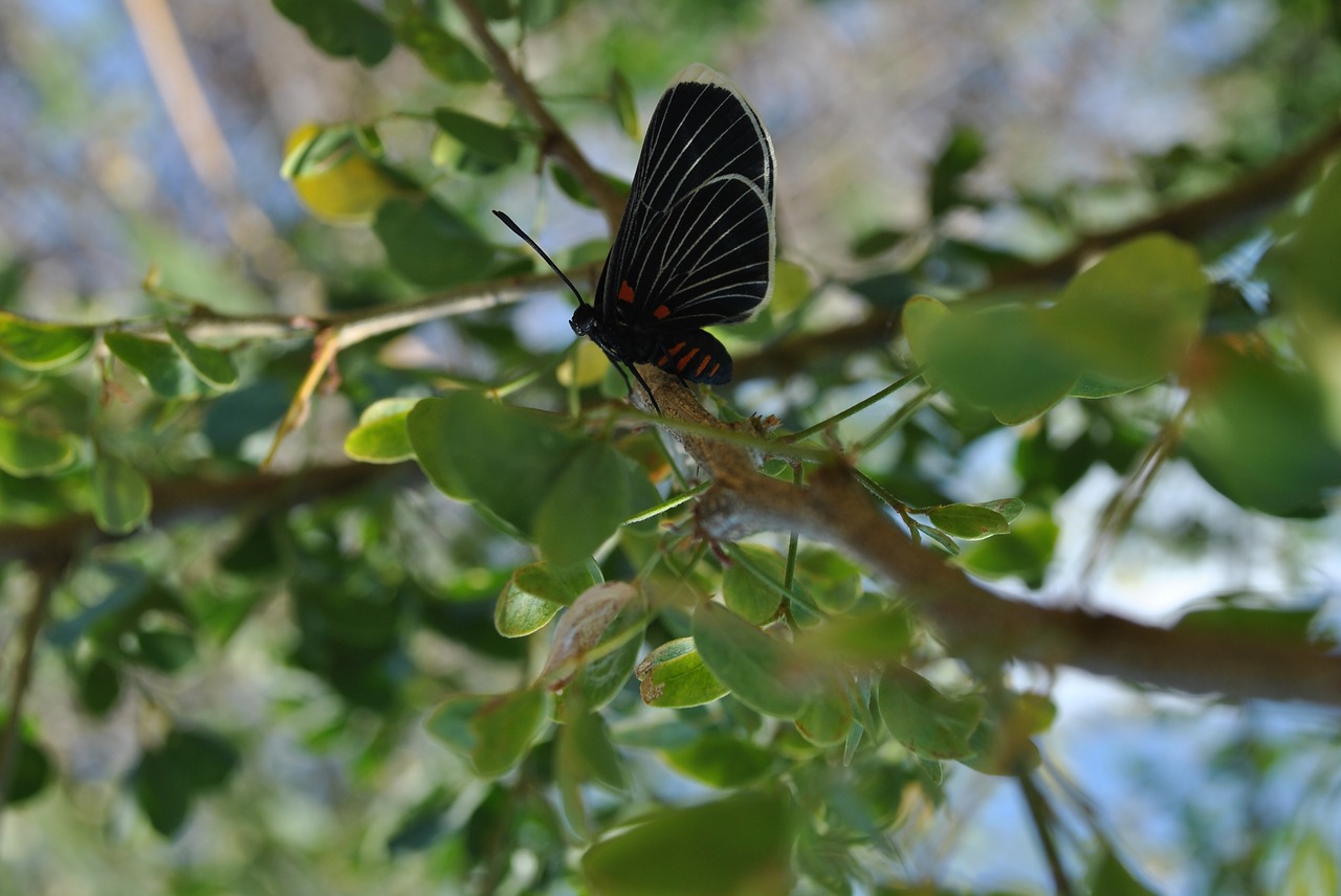 butterfly fauna nature free photo