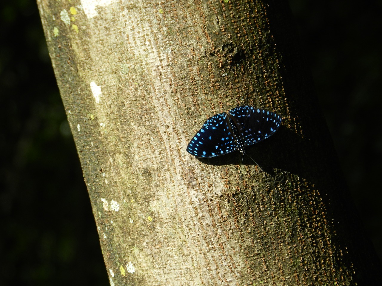 butterfly blue colorful butterfly free photo