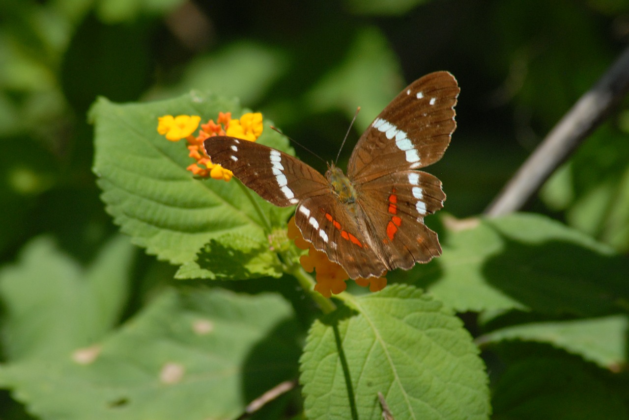 butterfly fauna insect free photo