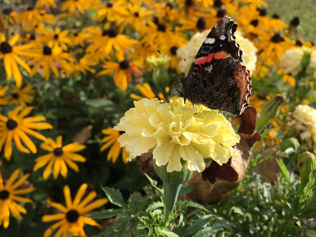 butterfly flower marigold free photo