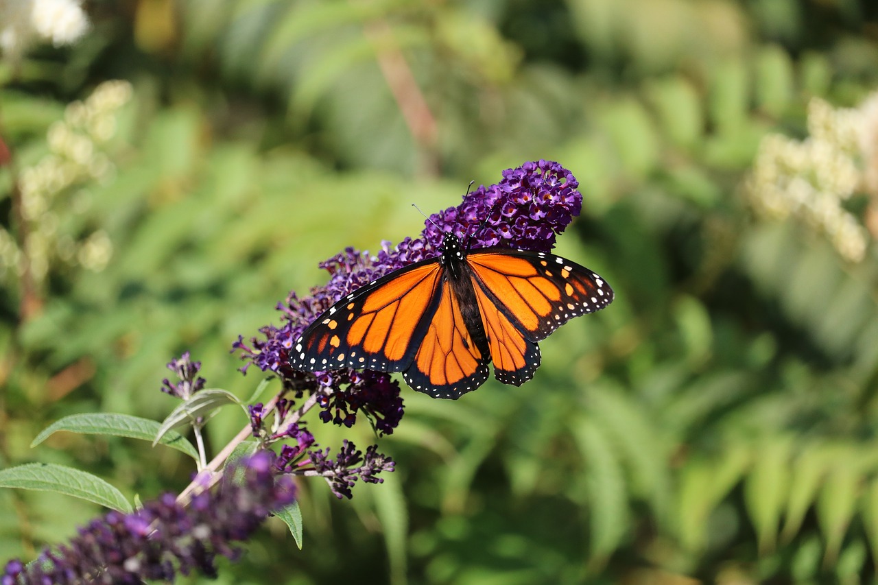 butterfly monarch purple flower free photo