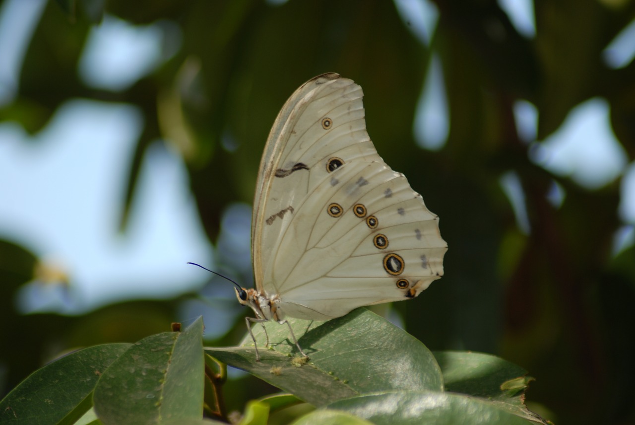 butterfly insect garden free photo