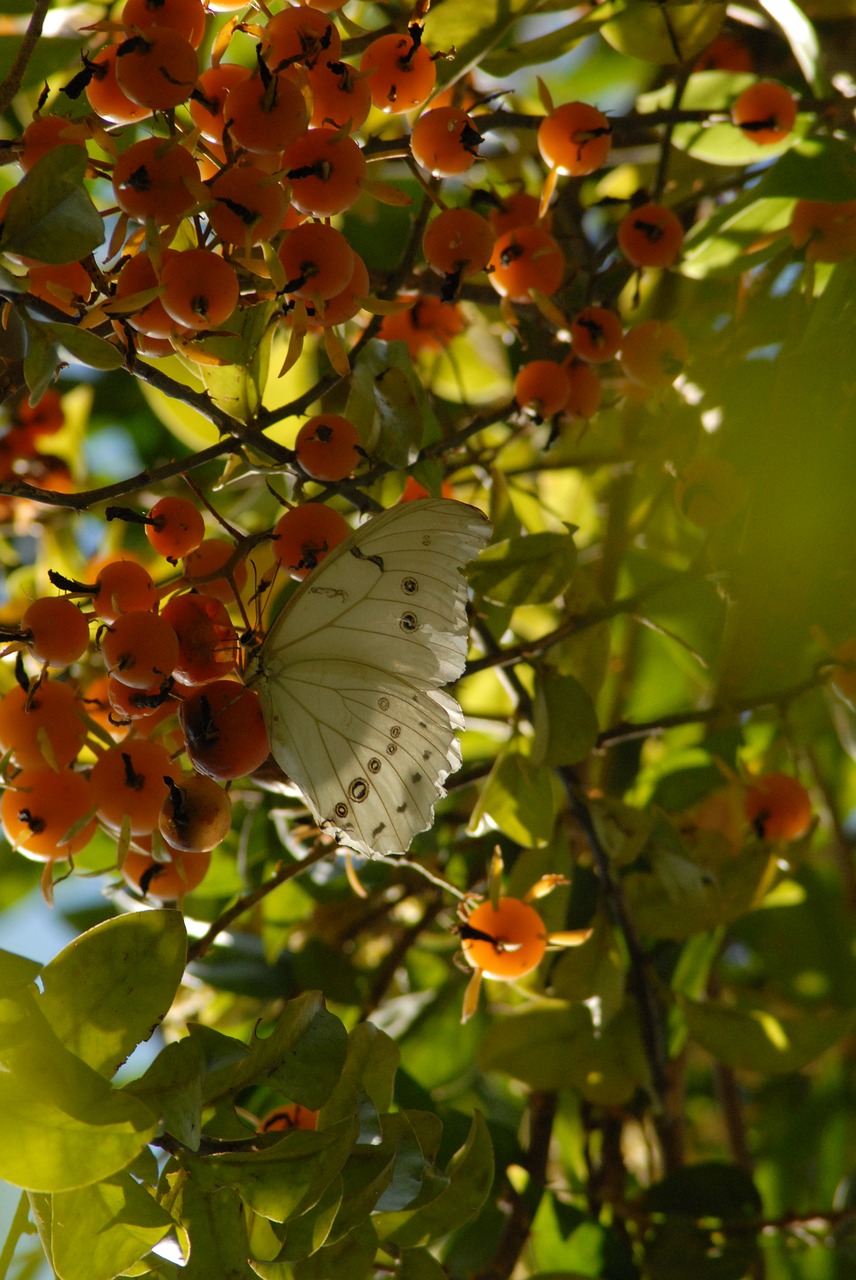 butterfly insect garden free photo