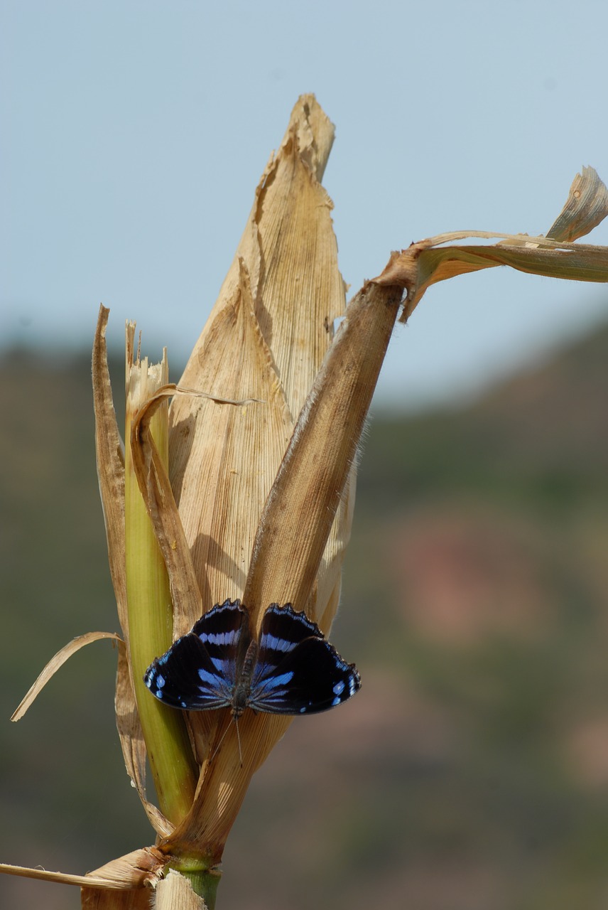 butterfly insect garden free photo