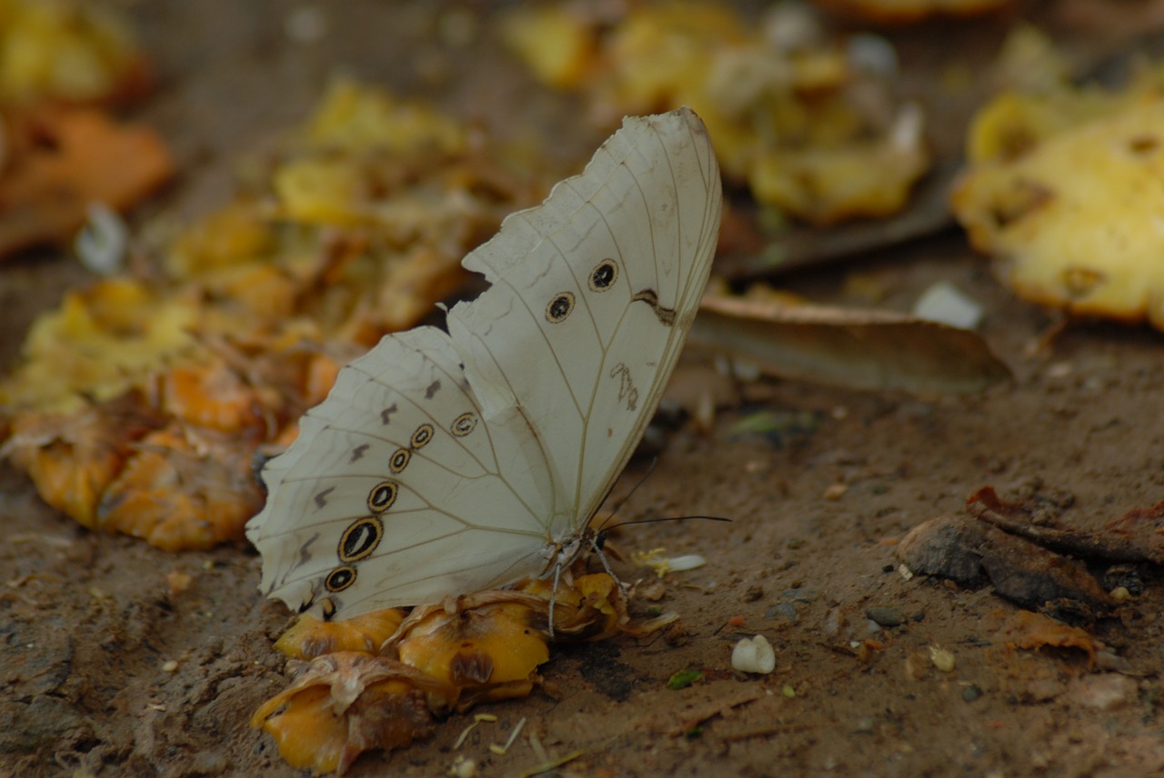 butterfly insect garden free photo