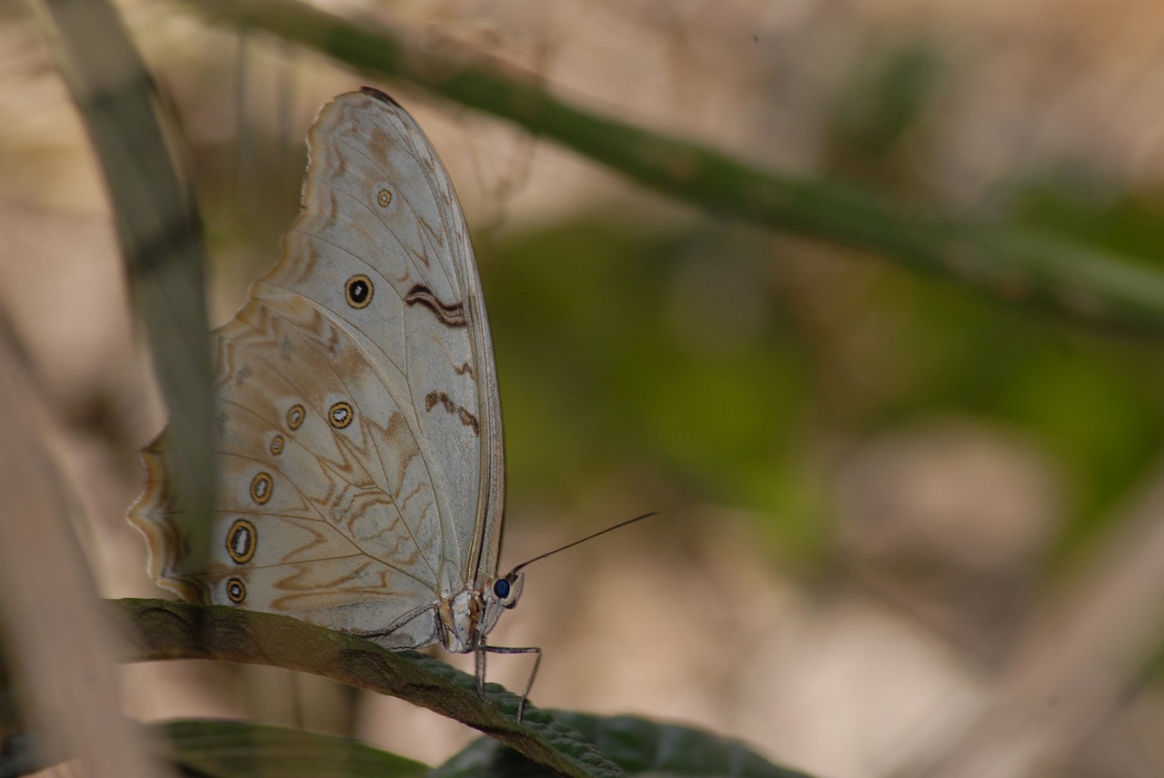 butterfly insect garden free photo