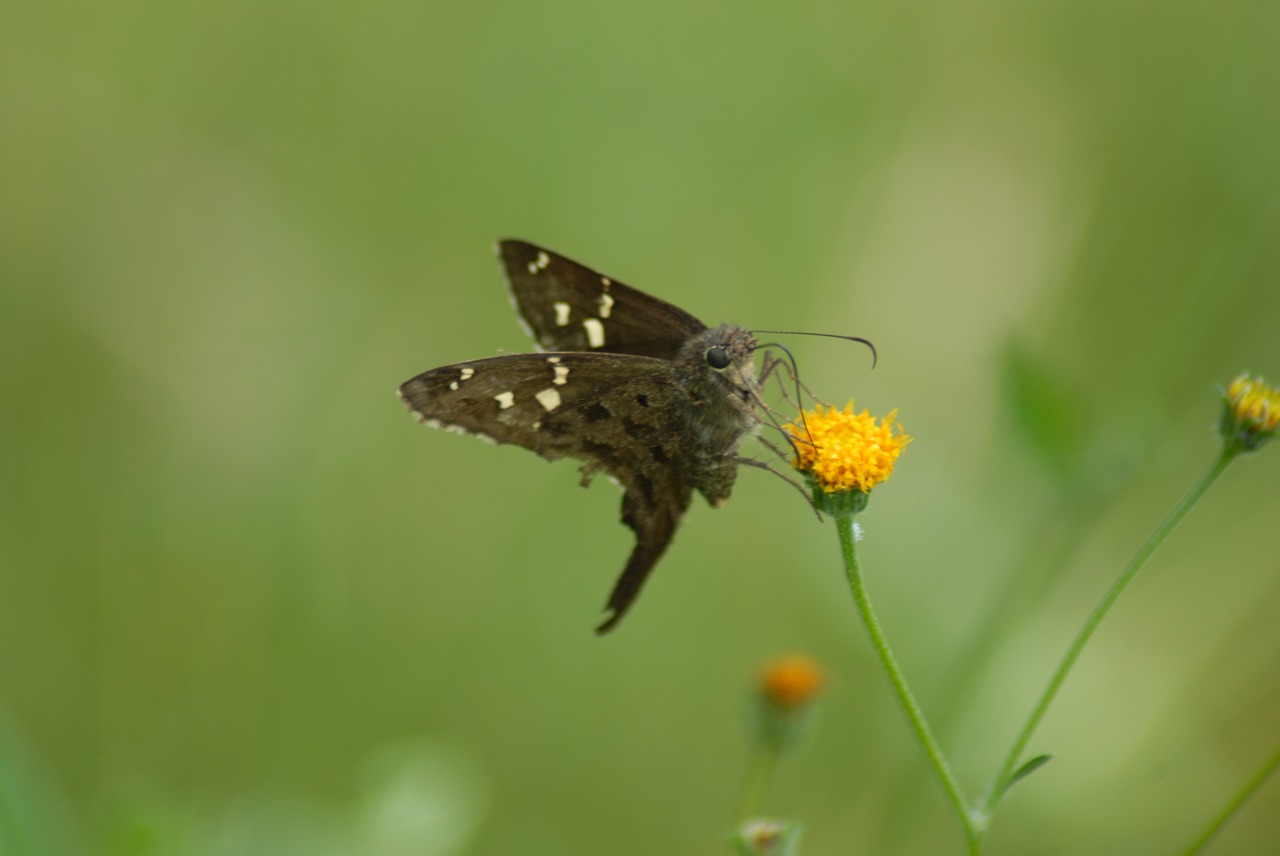 butterfly insect garden free photo