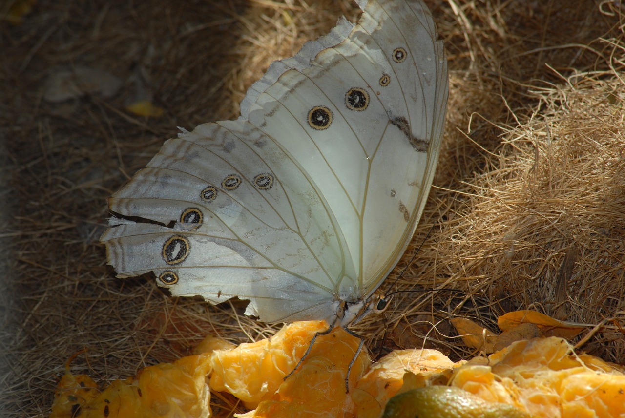 butterfly insect garden free photo