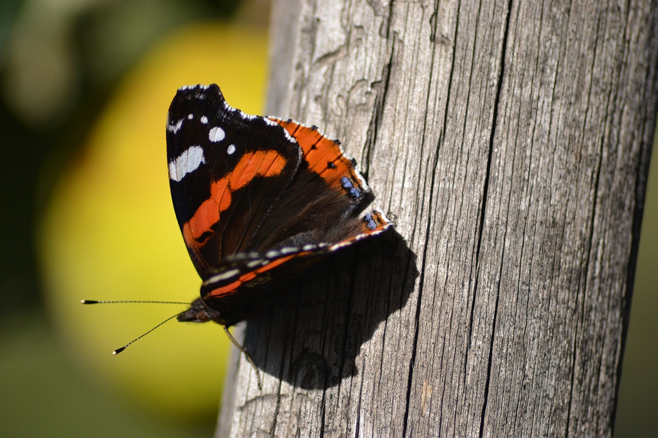 butterfly sivas rare free photo