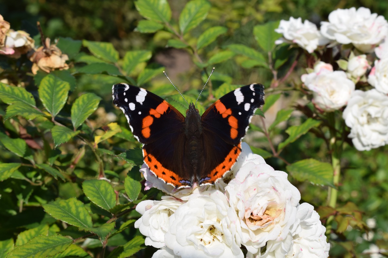 butterfly nature bug free photo