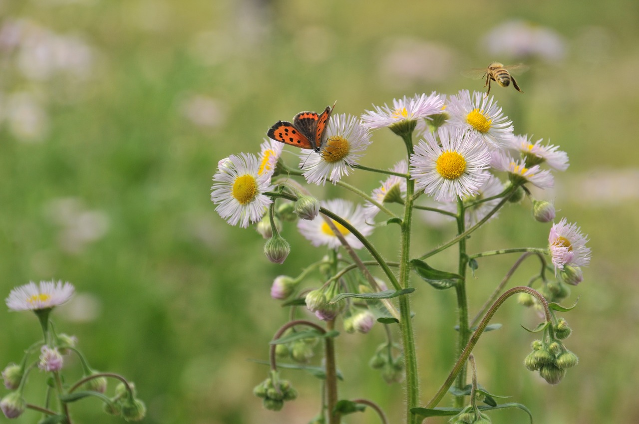 butterfly bee flowers free photo