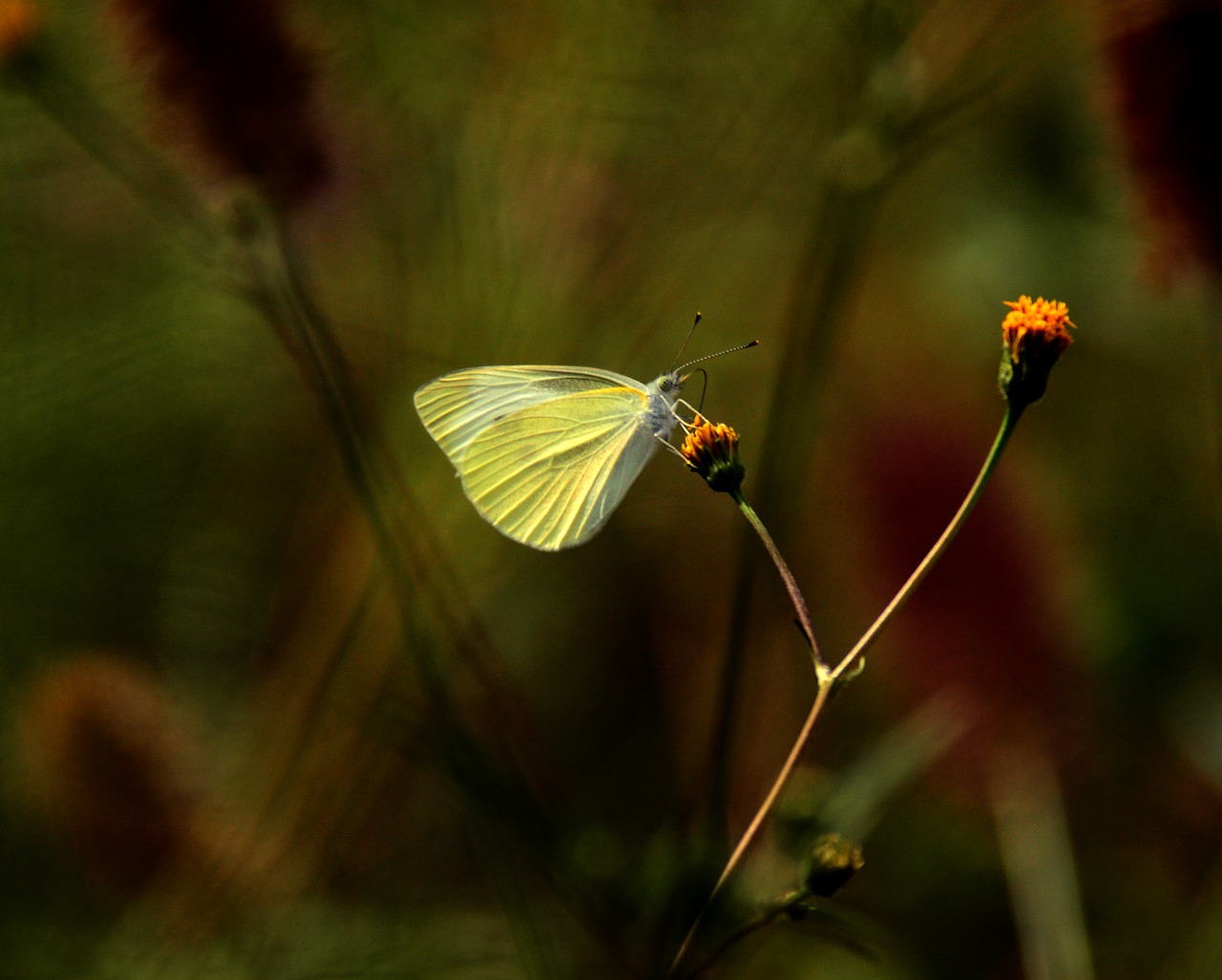 butterfly white the white one free photo