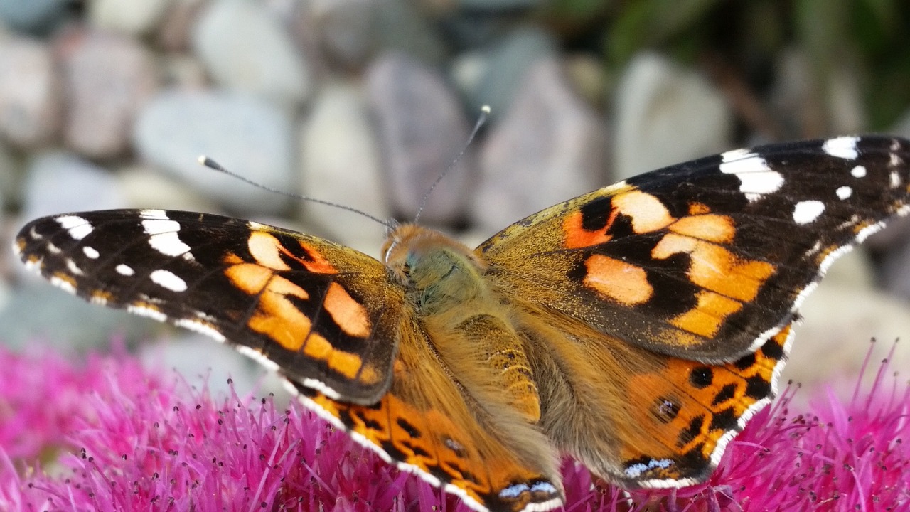 butterfly insect nature free photo