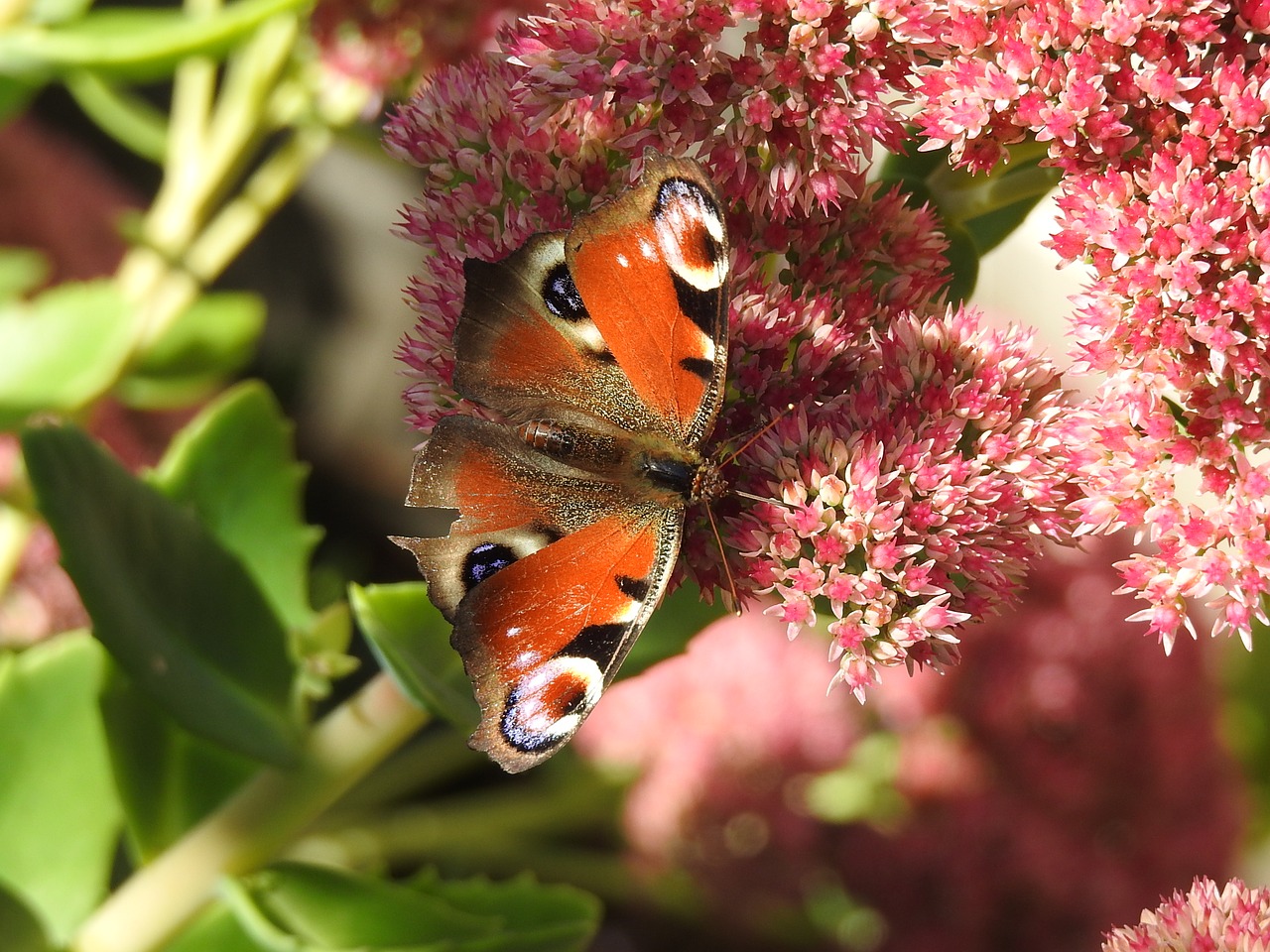 butterfly insect nature insect free photo