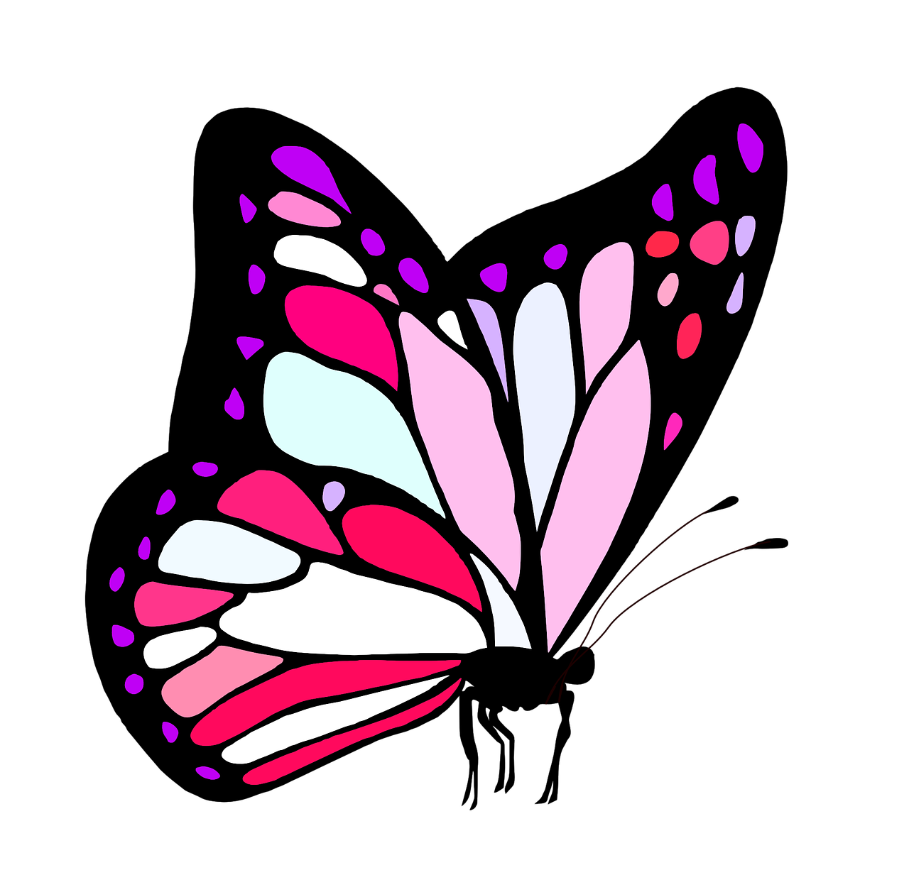 butterfly pink cute free photo