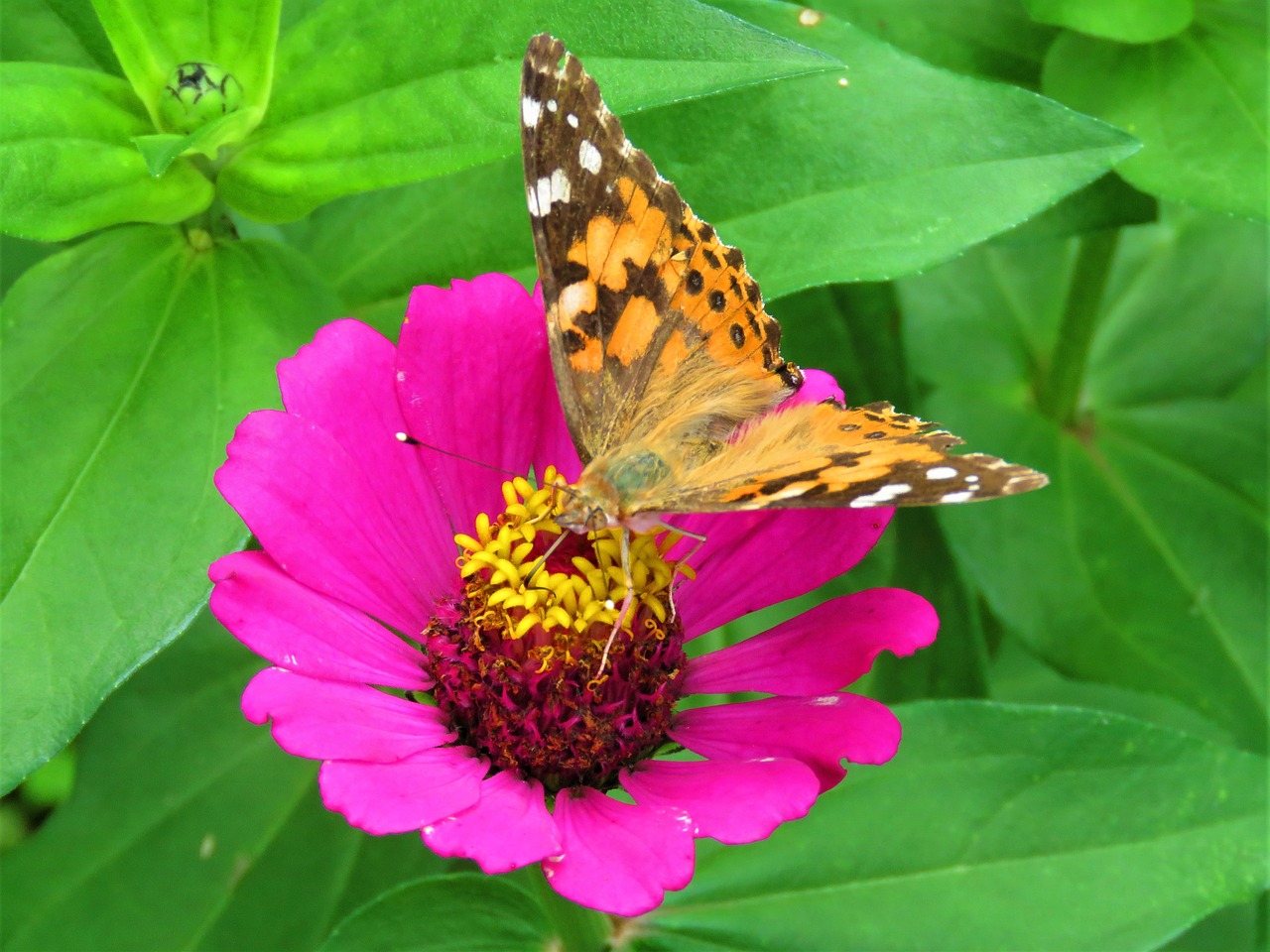 butterfly pink flower tropical garden free photo