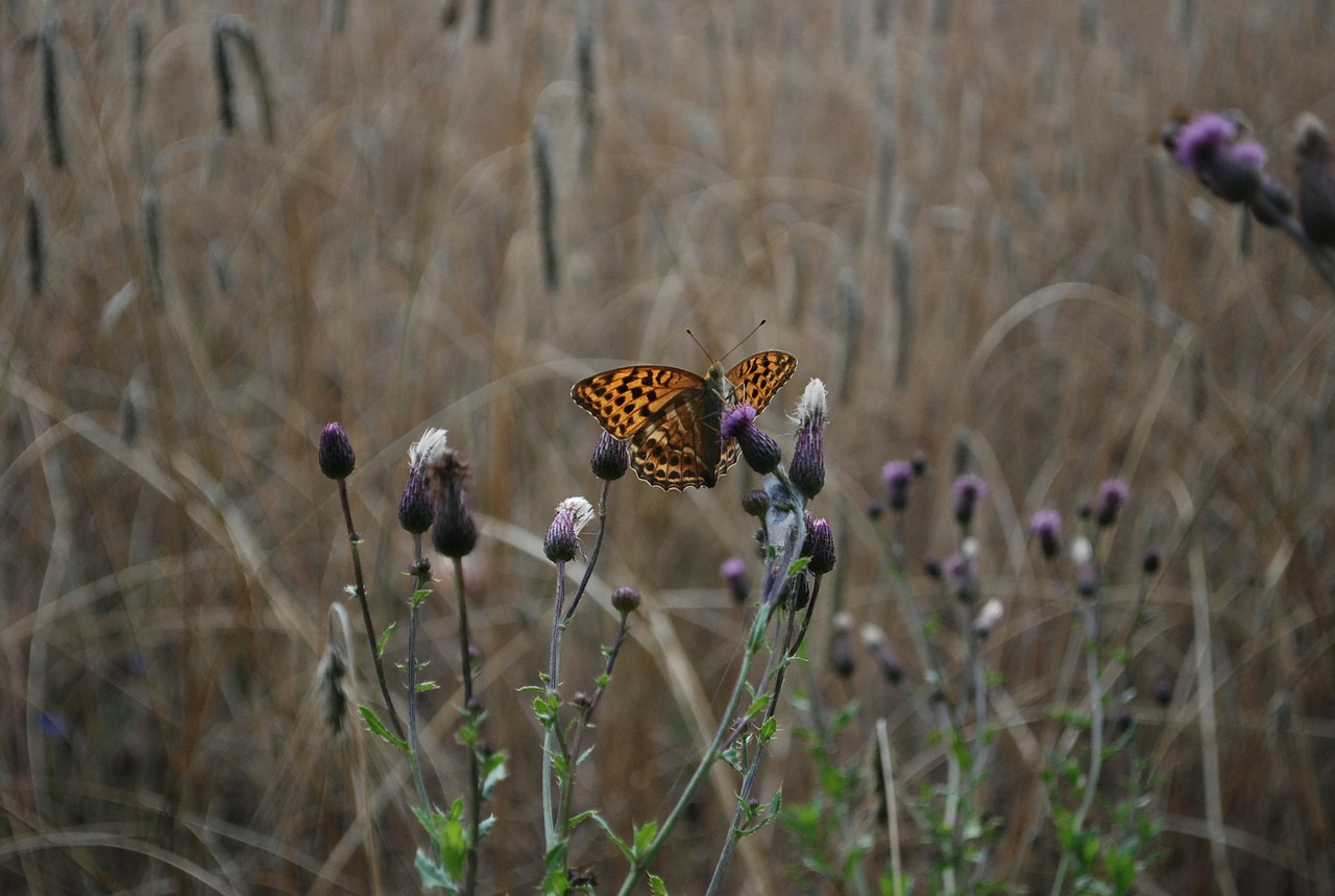 butterfly corn nature free photo