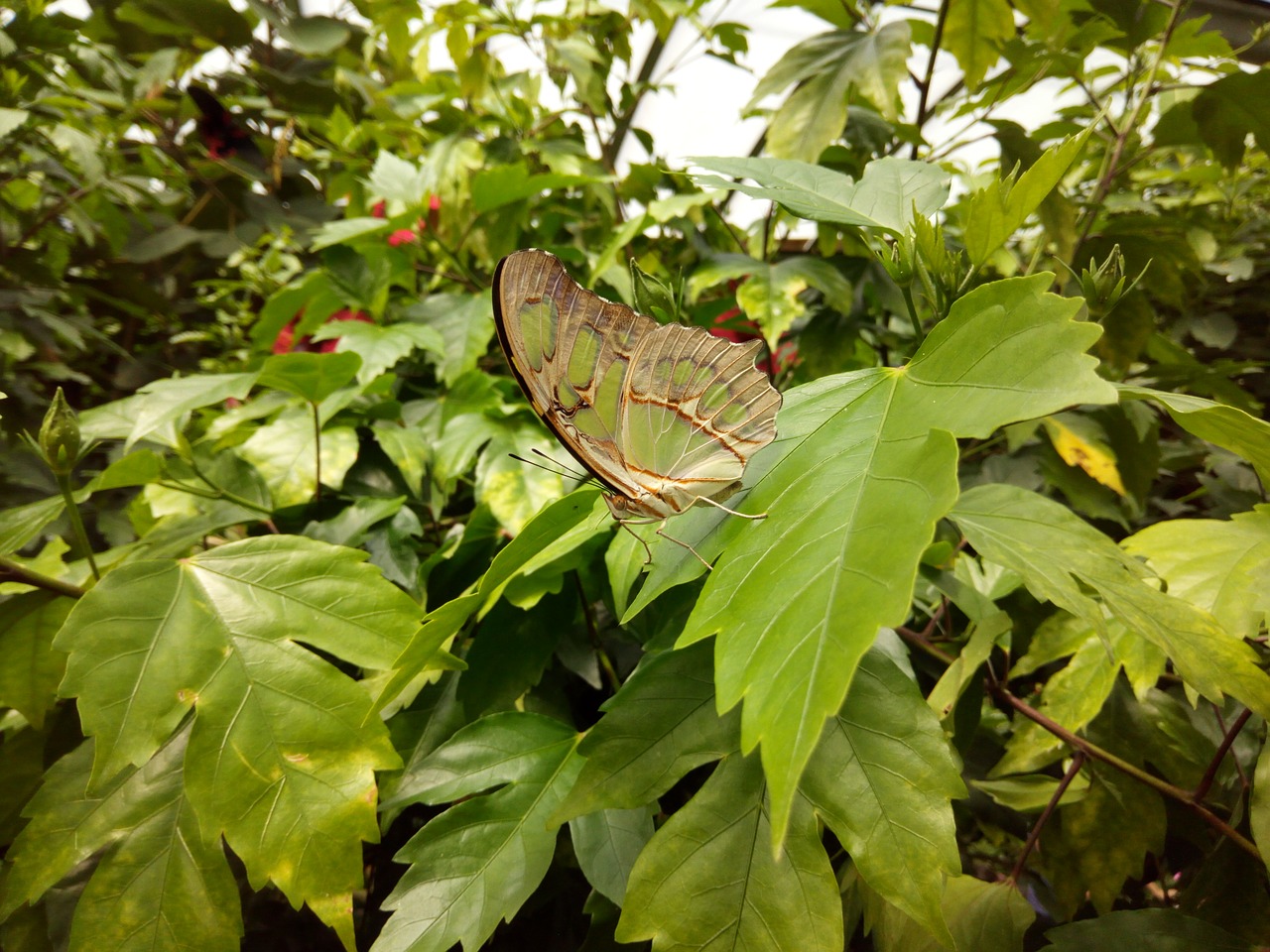 butterfly garden nature free photo