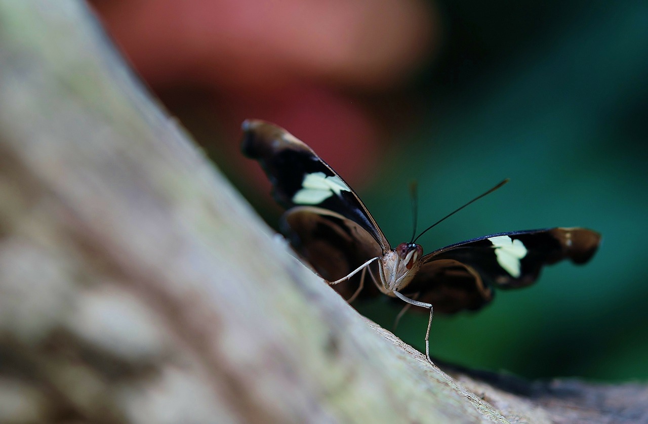 butterfly black fly free photo