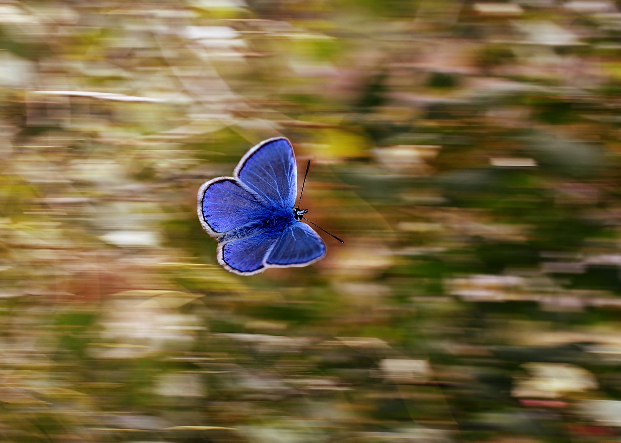 butterfly panning blue free photo