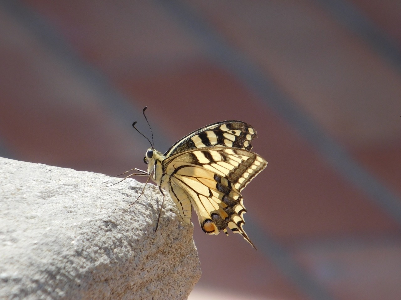 butterfly insect nature free photo