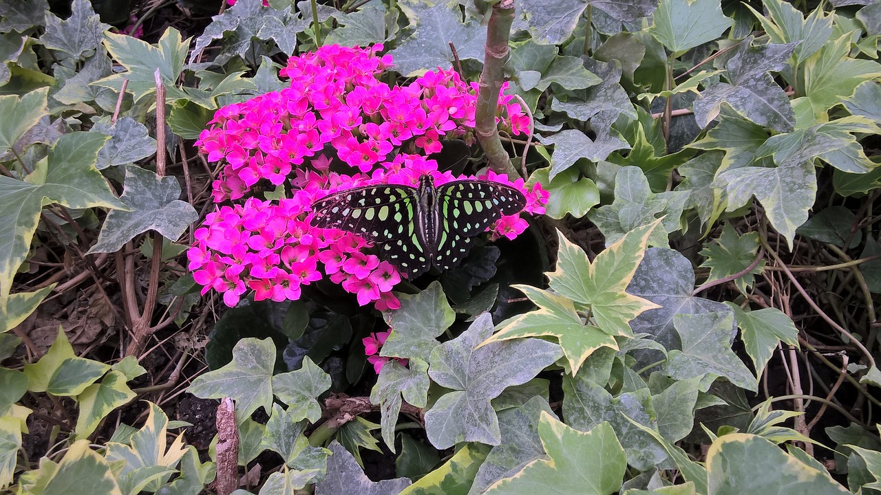 butterfly blossom bloom free photo