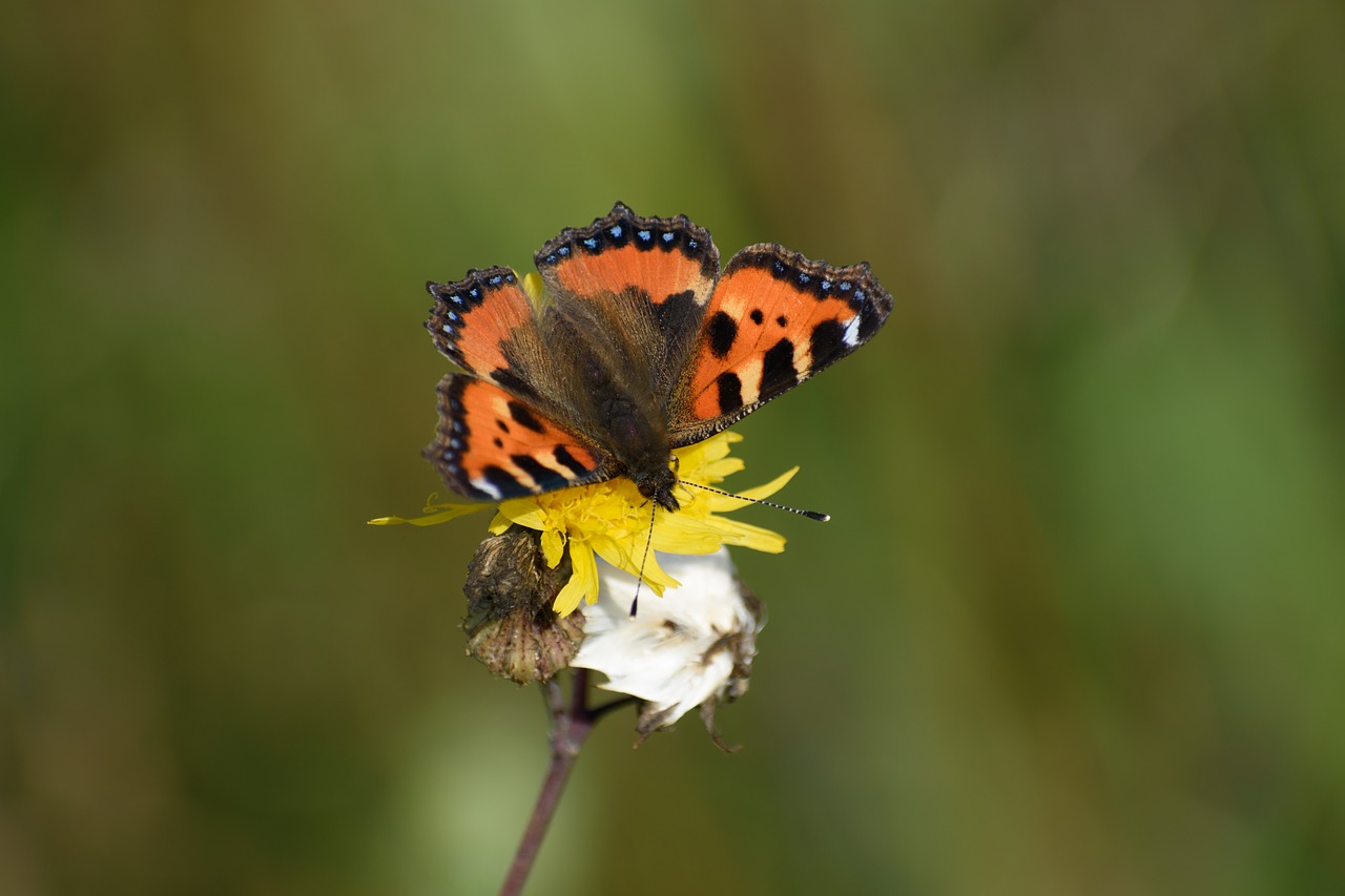 butterfly flower summer free photo