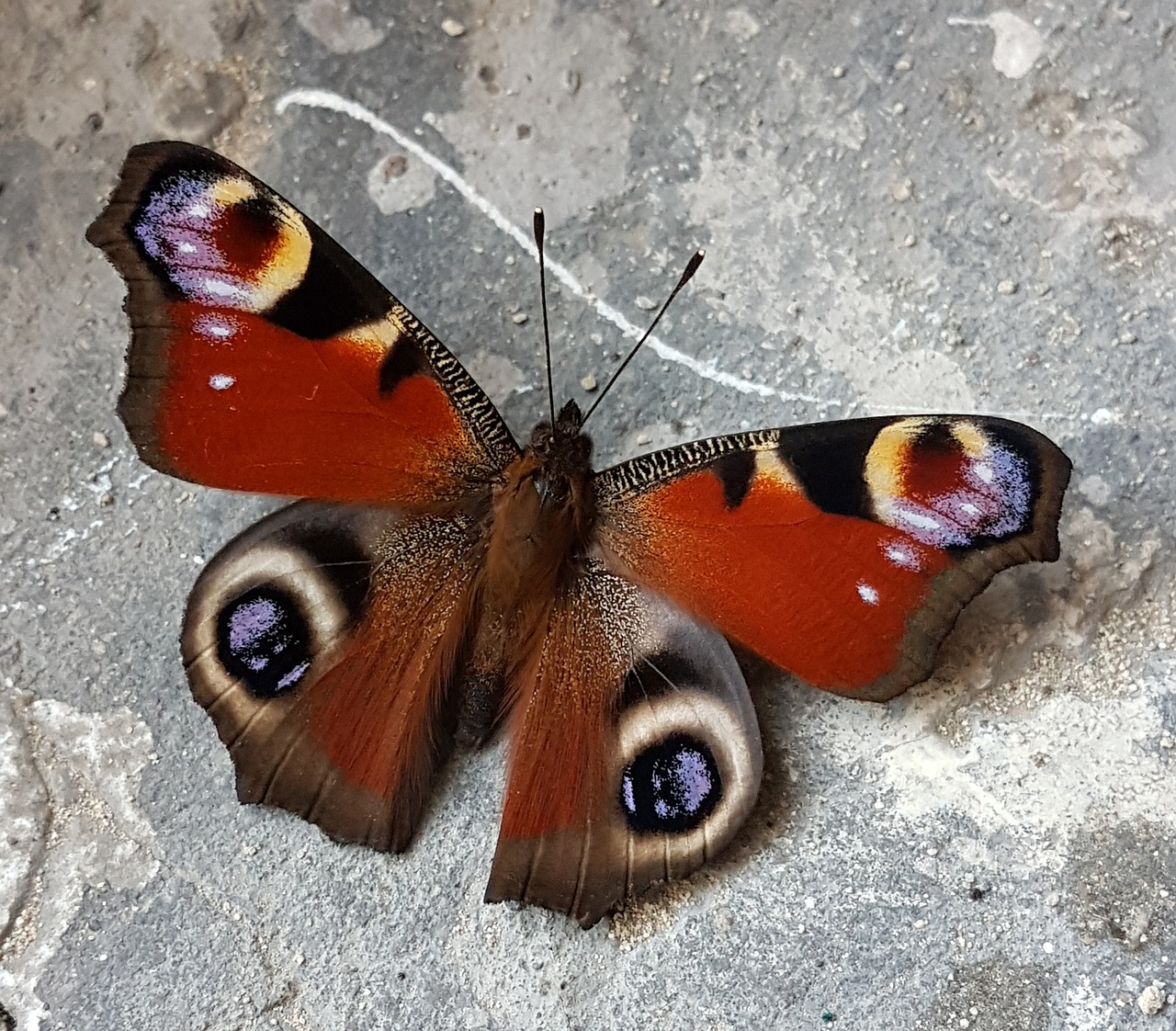 butterfly peacock free pictures free photo