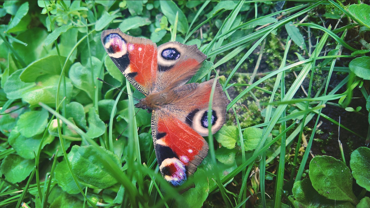 butterfly garden nature free photo