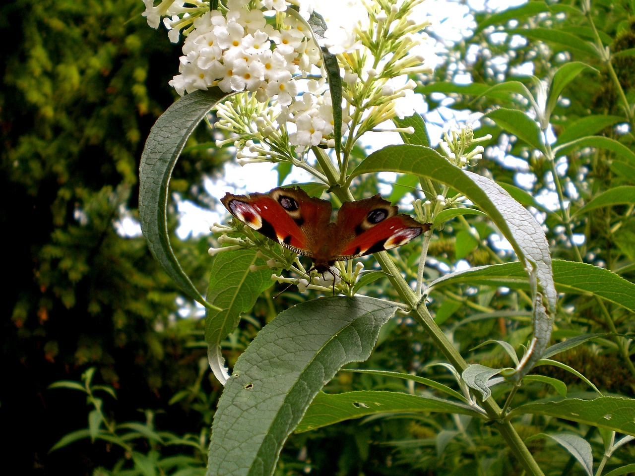 butterfly insect animal free photo