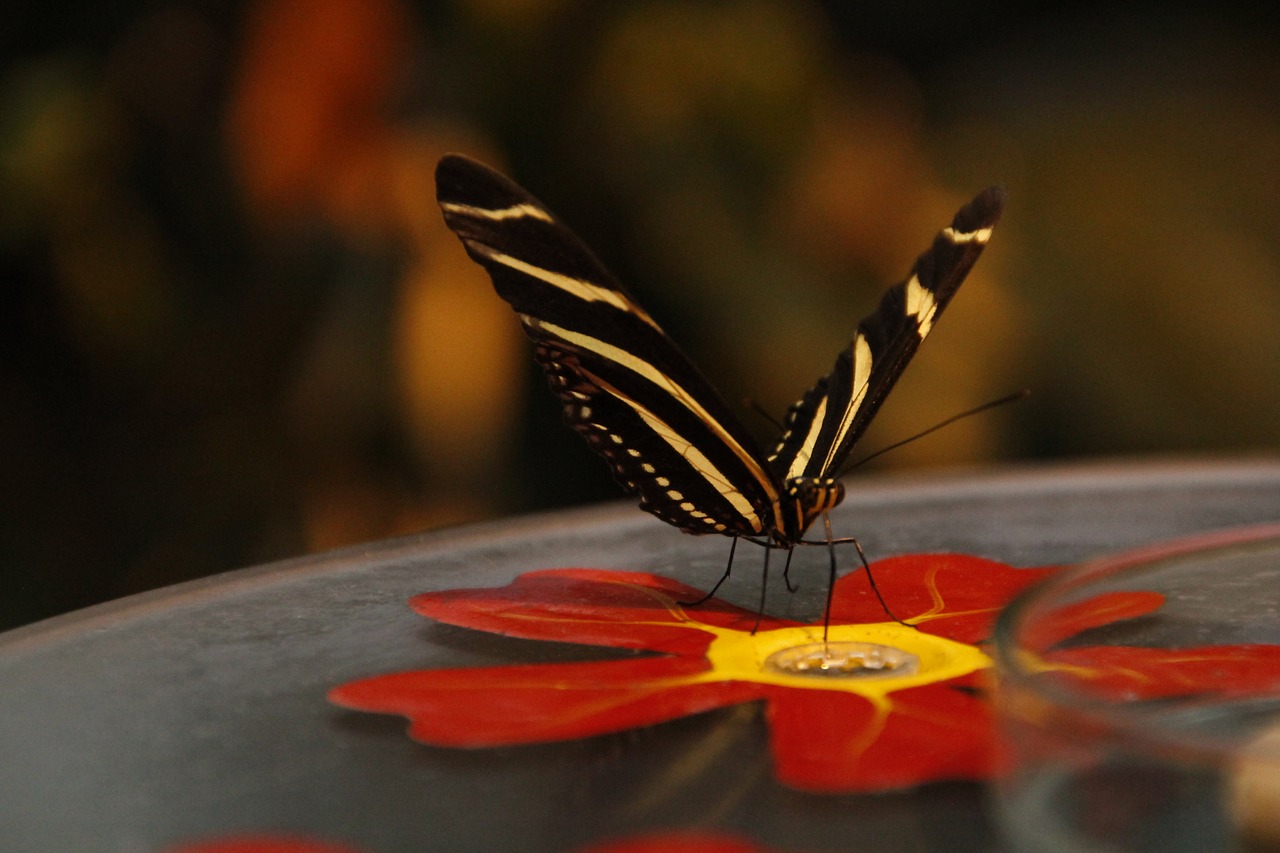 butterfly autumn edelfalter free photo