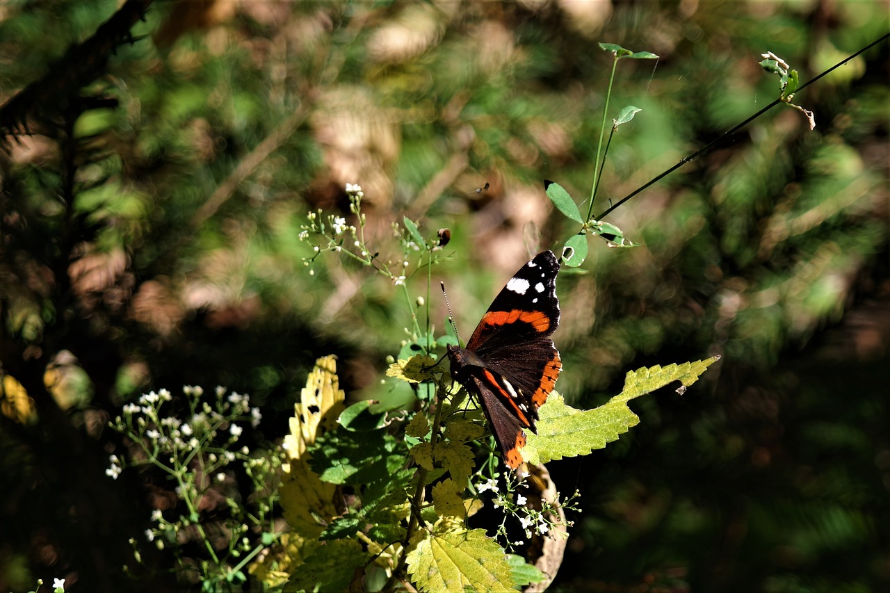 butterfly animal insect free photo