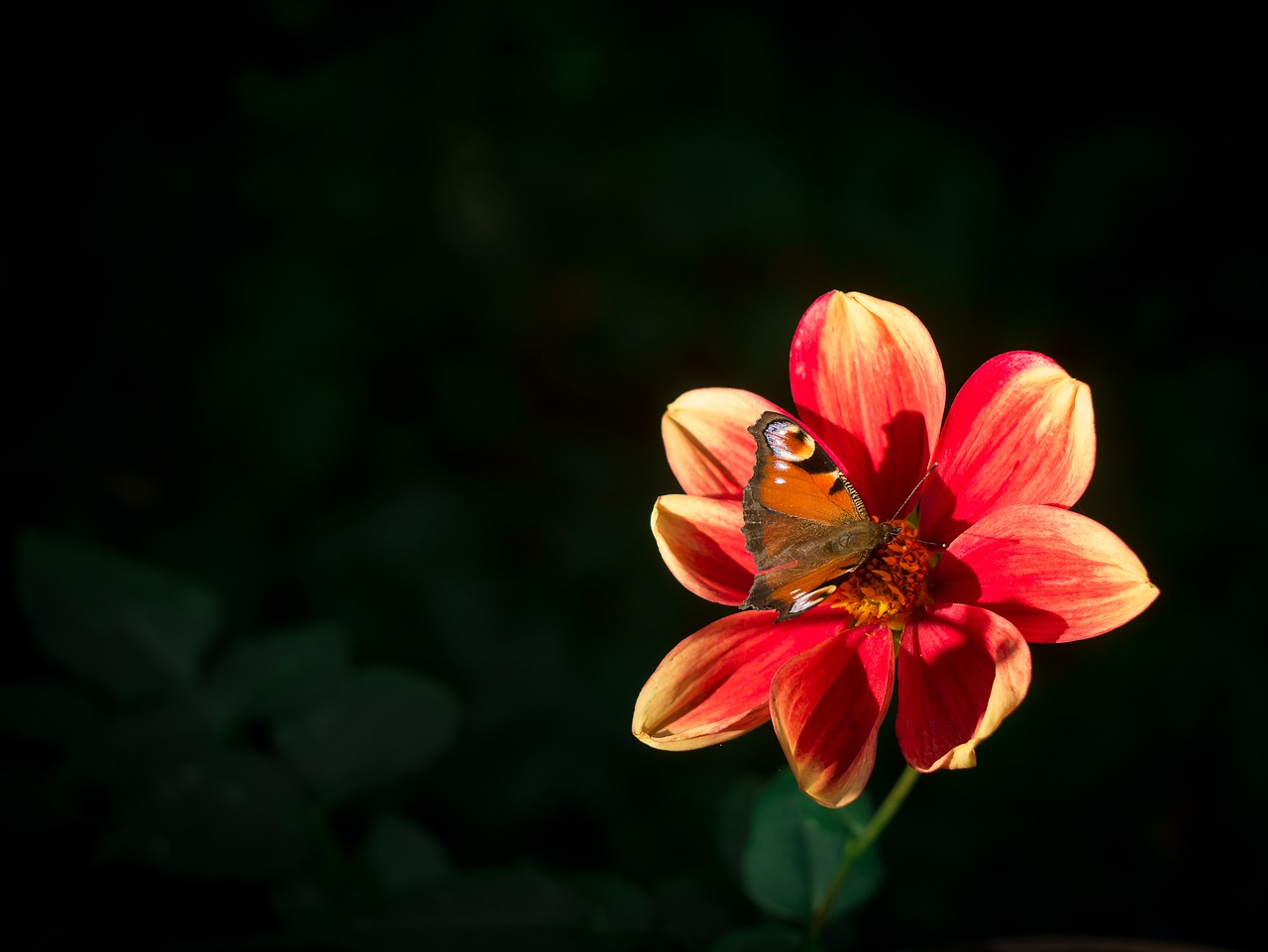 butterfly peacock butterfly dahlia free photo