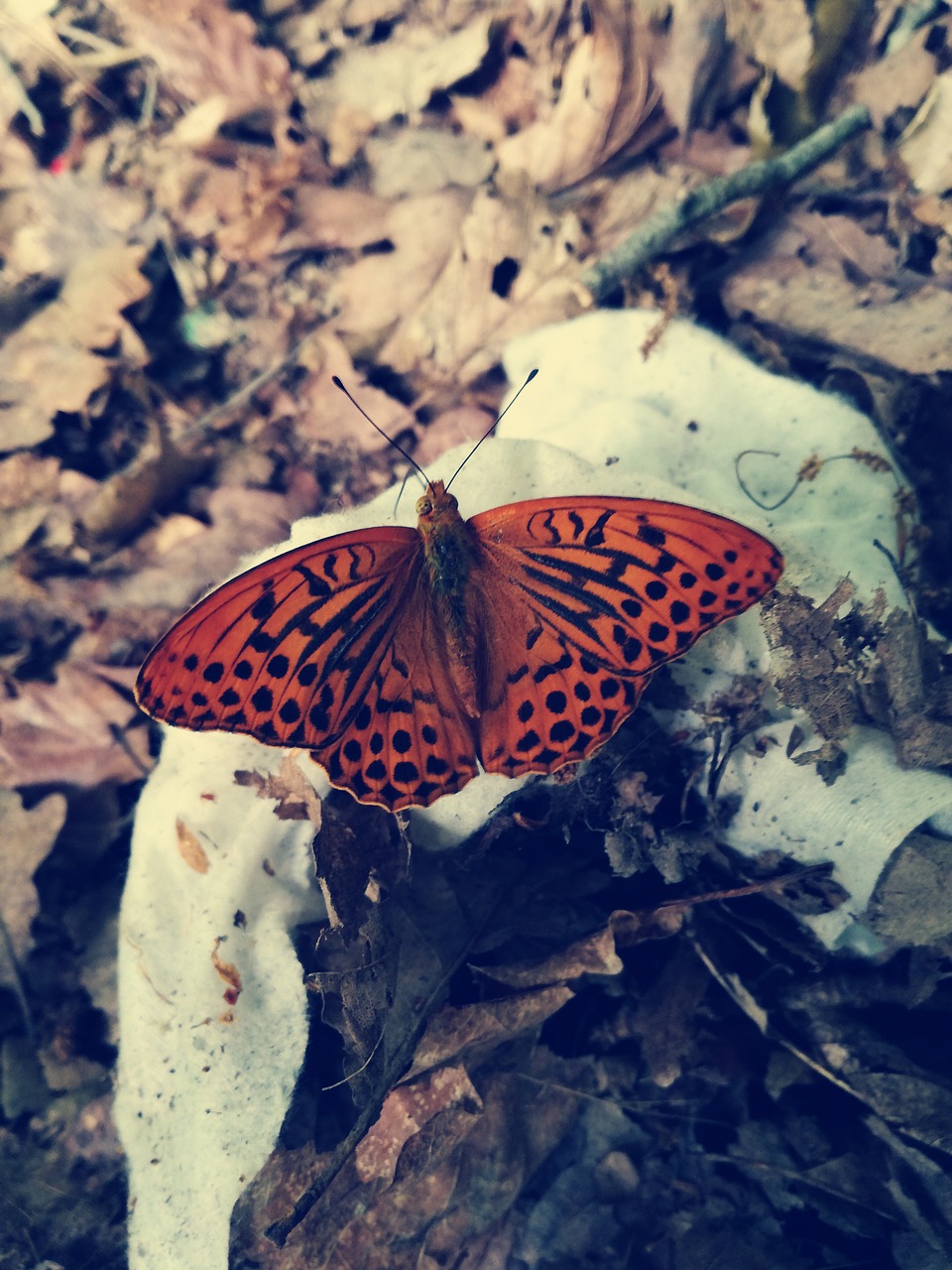 butterfly nature orange free photo