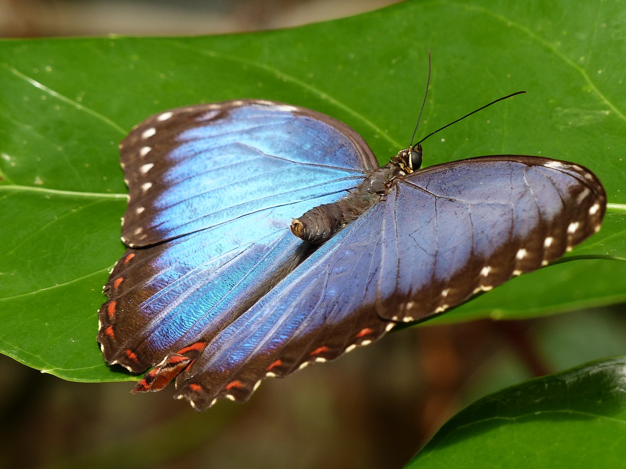 butterfly botanical garden wales free photo