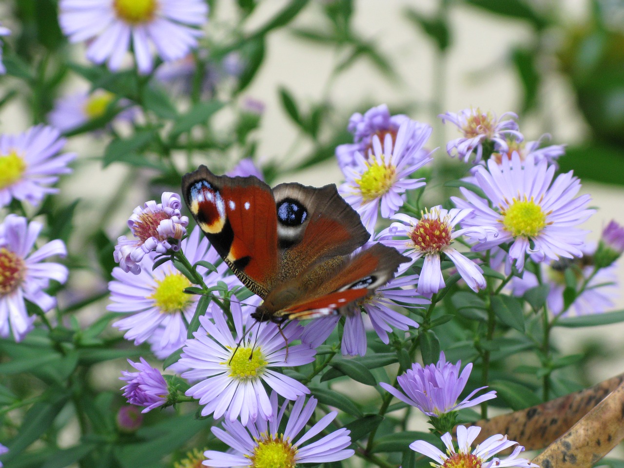 butterfly flowers moth free photo